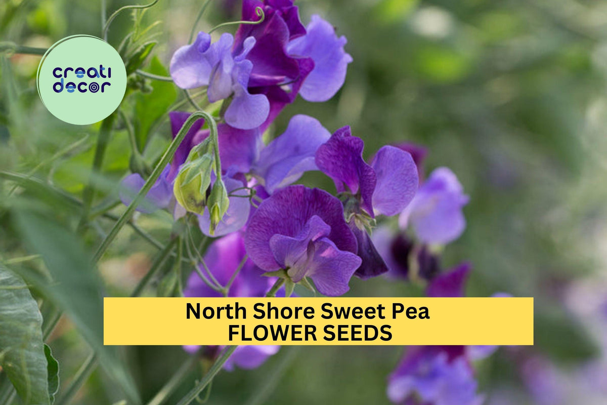50+ North Shore Sweet Pea Seeds – Rich Violet Fragrant Blooms for Garden Planting, Climbing Vines for Trellises & Bouquets – USA