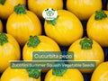 Summer Squash Seeds – Round Zucchini Cucurbita pepo Heirloom Vegetable for Gardening & Fresh Harvests