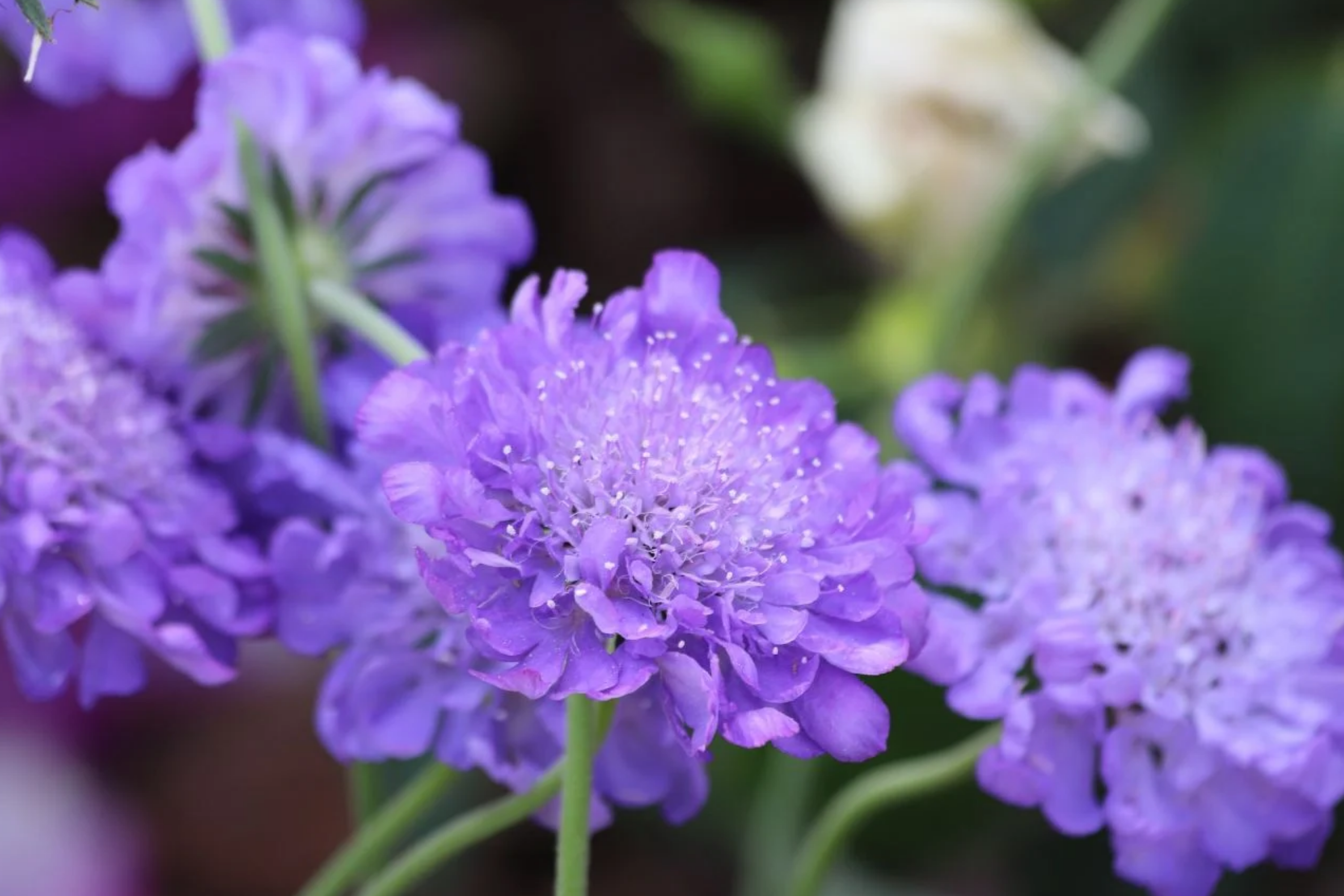Butterfly Blue Scabiosa Seeds – Annual Blue Flower for Garden Beds & Containers – Scabiosa columbaria, Butterfly Attracting Seeds
