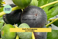 Dark Portuguese Fig Cutting – 8+ Inch Unrooted Stem with 3+ Nodes – Ficus carica Propagation for Gardens & Orchards
