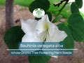 10 Seeds Bauhinia Alba – White Orchid Tree Flowering Plant Seeds for Garden, Landscape, Ornamental Tree, Bauhinia variegata alba