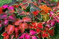 Coleus Flower Plant Seeds Rainbow Mix | Non-GMO Annual Perennial Foliage Seeds | Solenostemon scutellarioides
