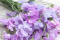 Royal Lavender Sweet Pea Seeds | Climbing Vine with Fragrant Purple Blooms | Lathyrus odoratus | Pollinator-Friendly, Fast-Growing