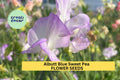 50+ Albutt Blue Sweet Pea Seeds – Cream & Lavender Fragrant Blooms for Garden Planting, Climbing Vines for Trellises – USA