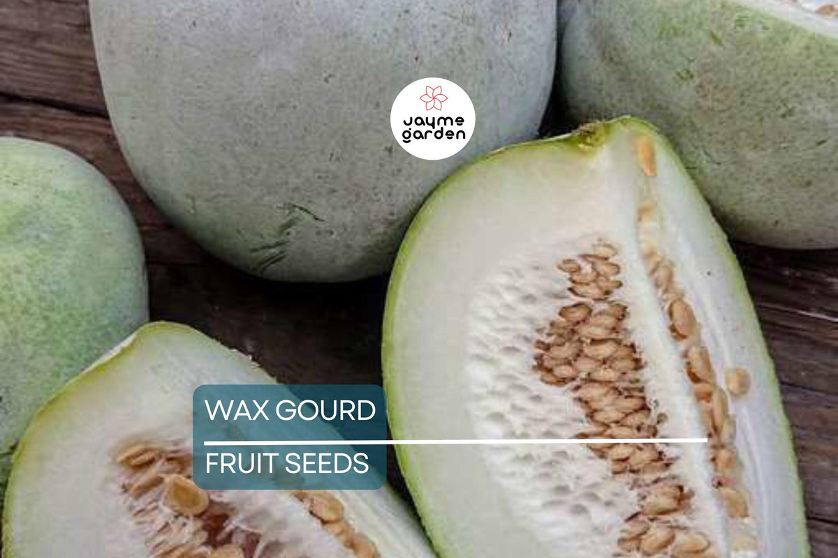 20 Wax Gourd Seeds – Fuzzy Winter Melon, Benincasa hispida, Oblong Shape, Long Storage, Heirloom, USA Seller