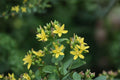Hypericum punctatum Dotted St. John’s Wort Seeds – Native Perennial Wildflower for Pollinators & Gardens