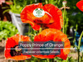 500 Seeds Oriental Poppy ‘Prince of Orange’ – Papaver orientale Non-GMO Perennial Red-Orange Blooms for Pollinators & Cut Flowers