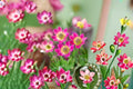 Anemone multifida Windflower Seeds – Native Perennial Wildflower for Prairie, Rock & Alpine Gardens