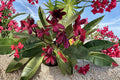 Mavina Plumeria Cutting - Dark Red Frangipani Flowering Tropical Plant - Plumeria spp.