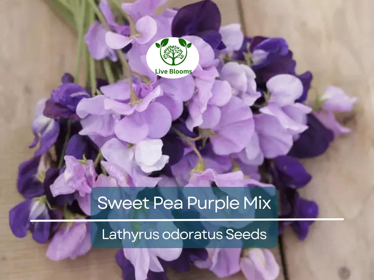 Sweet Pea Purple Mix Seeds | Fragrant Climbing Vine, Non-GMO, Easy to Grow for Garden Trellises & Arbors