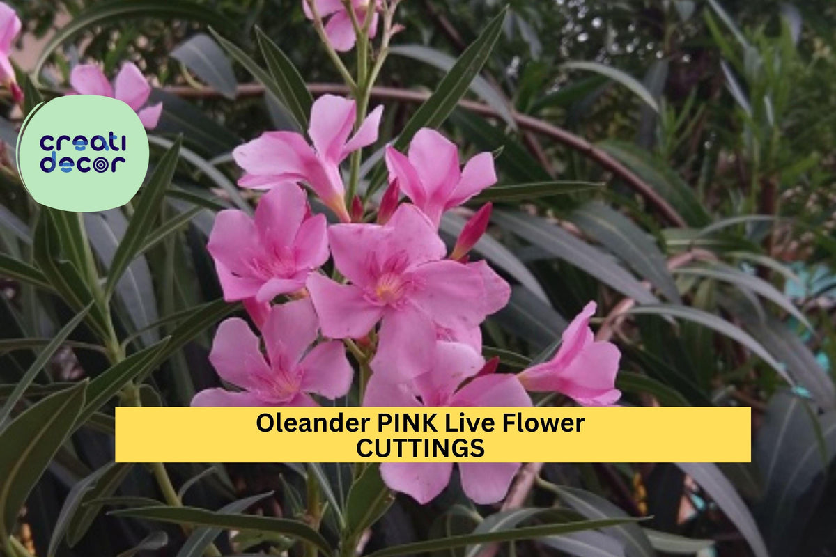 Pink Oleander Cuttings | 7" Unrooted Nerium Oleander Starter Stems | Ornamental Flowering Shrub for Landscaping