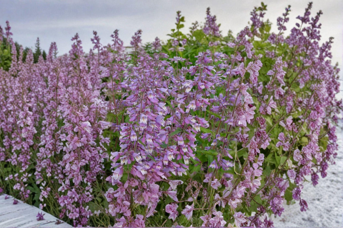Hairy Beardtongue Seeds – Penstemon hirsutus, Native Wildflower for Pollinator Gardens, Woodland & Meadow Landscaping, 100 Seeds