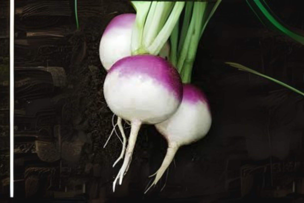 Turnip Seeds 1g Purple Top White Globe Heirloom Brassica rapa var. rapa Edible Roots & Greens