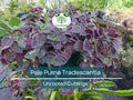 5 Unrooted Tradescantia Pallida 'Pale Puma' Cuttings | Fuzzy Purple Indoor Plant, Low Light, Pet-Friendly, Easy Propagation