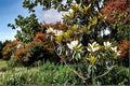 Southern Magnolia Live Plant - Evergreen Tree with Fragrant White Flowers - Magnolia grandiflora, 18 Inches Tall