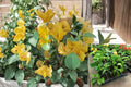 Bougainvillea California Gold Rooted Cutting - Vibrant Golden Bracts, Live Tropical Plant, Flowering Vine or Shrub