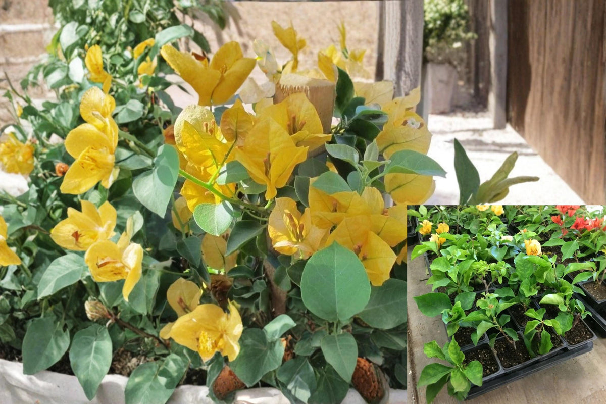 Bougainvillea California Gold Rooted Cutting - Vibrant Golden Bracts, Live Tropical Plant, Flowering Vine or Shrub