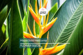 Mayan Gold Heliconia Seeds | Lobster Claw Parrot Beak Flowers | Tropical Plant for Gardens & Greenhouses
