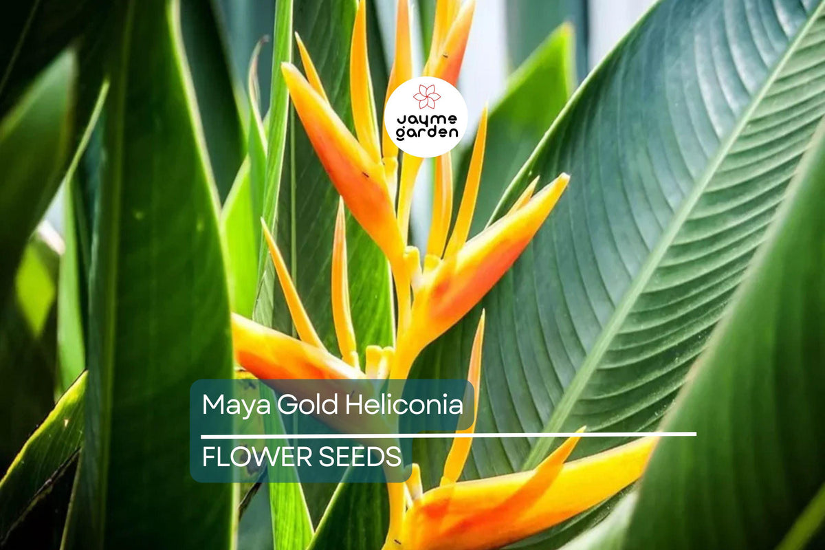 Mayan Gold Heliconia Seeds | Lobster Claw Parrot Beak Flowers | Tropical Plant for Gardens & Greenhouses