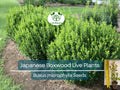 6 Japanese Boxwood Live Plants 12" | Buxus microphylla japonica | Evergreen Shrubs for Hedges, Borders, Topiary, Landscape, Fast Shipping