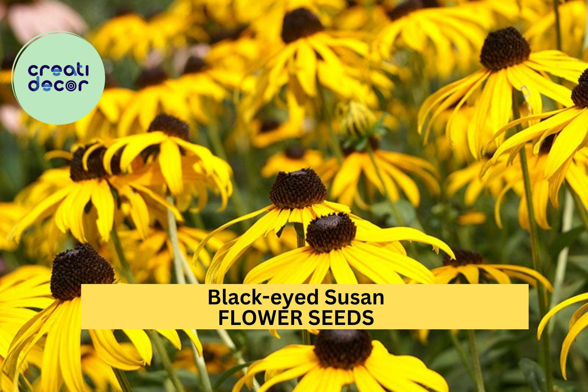 3pcs Black-eyed Susan Seeds – Rudbeckia hirta Bright Yellow Wildflower for Pollinator Gardens & Sunny Borders