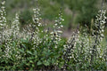 White Wild Indigo Seeds | Baptisia alba Native Perennial Flowering Plant | Drought-Tolerant Pollinator-Friendly Wildflower Seeds