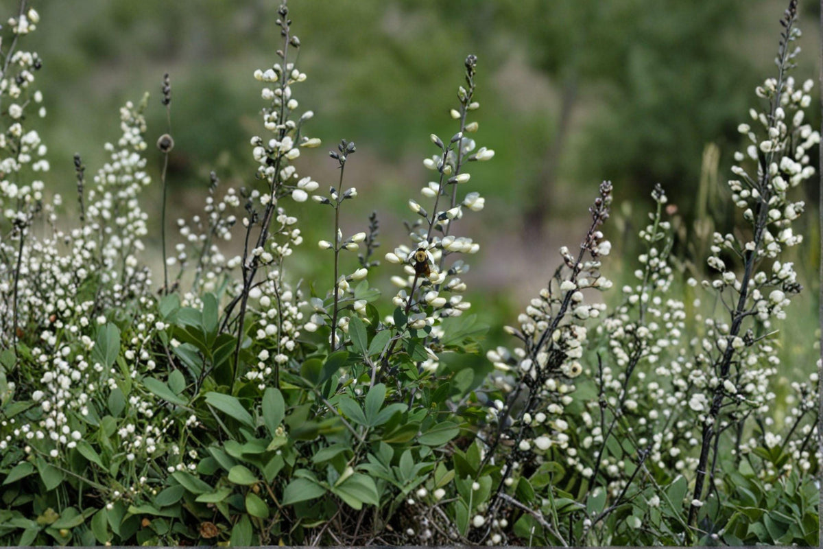 White Wild Indigo Seeds | Baptisia alba Native Perennial Flowering Plant | Drought-Tolerant Pollinator-Friendly Wildflower Seeds