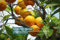 Calamondin Orange Tree Seedling | Self-Pollinating Potted Citrus Plant | Zones 8-11 | Indoor & Outdoor Use