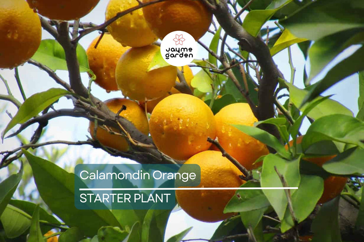 Calamondin Orange Tree Seedling | Self-Pollinating Potted Citrus Plant | Zones 8-11 | Indoor & Outdoor Use