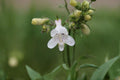 100 Pale Beardtongue Seeds – Penstemon pallidus Native Prairie Wildflower for Pollinator Gardens