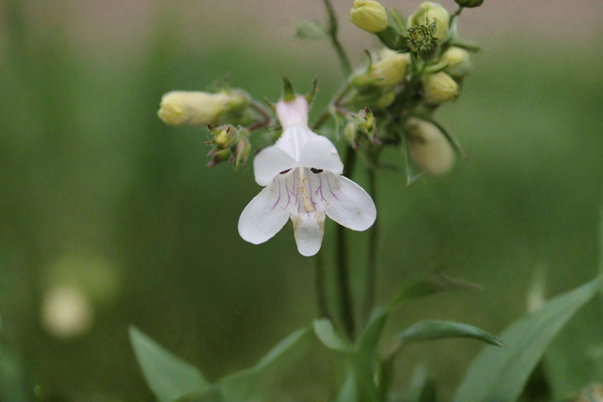 100 Pale Beardtongue Seeds – Penstemon pallidus Native Prairie Wildflower for Pollinator Gardens