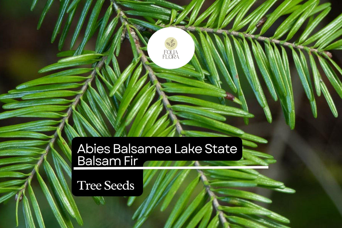 Balsam Fir Seeds 250mg | Abies balsamea | Evergreen Conifer, Fragrant Needles, Wildlife-Friendly, Hardy Tree for Reforestation & Landscaping