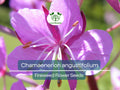 Fireweed Seeds 30 mg Chamaenerion angustifolium Wildflower for Pollinator Gardens, Meadow Planting