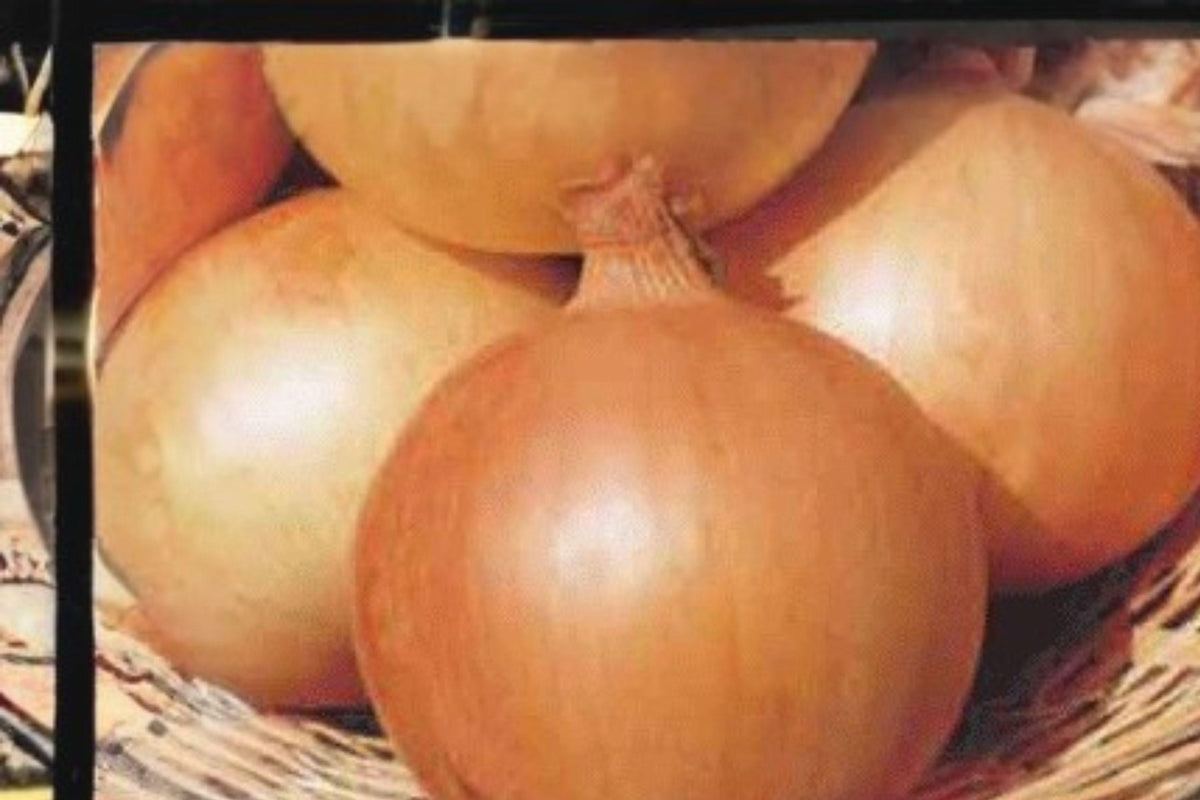 Texas Grano 502 Onion Seeds - Sweet Yellow Heirloom Variety - Allium cepa - Large Golden Bulbs for Cooking & Salads