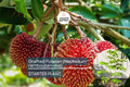 Grafted Pulasan Tree 24-36" | Exotic Tropical Fruit Tree Nephelium ramboutan-ake | Fast Fruiting, Sweet Juicy Fruit
