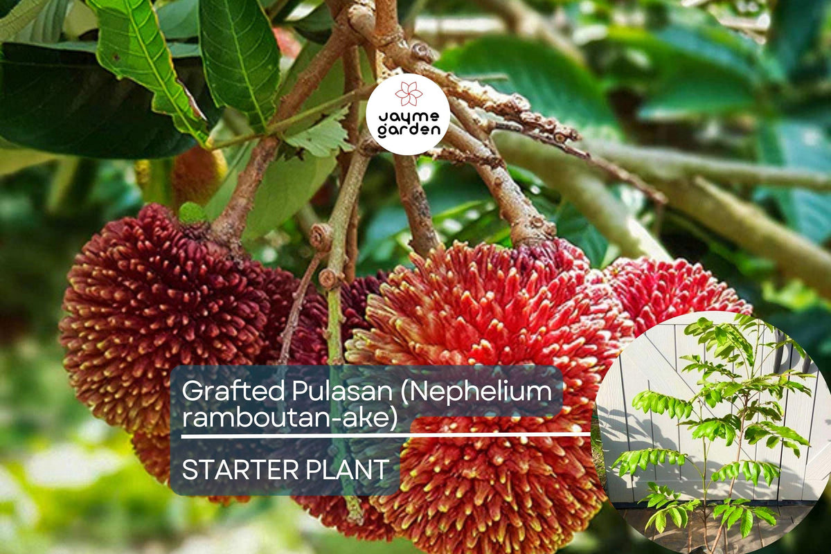 Grafted Pulasan Tree 24-36" | Exotic Tropical Fruit Tree Nephelium ramboutan-ake | Fast Fruiting, Sweet Juicy Fruit