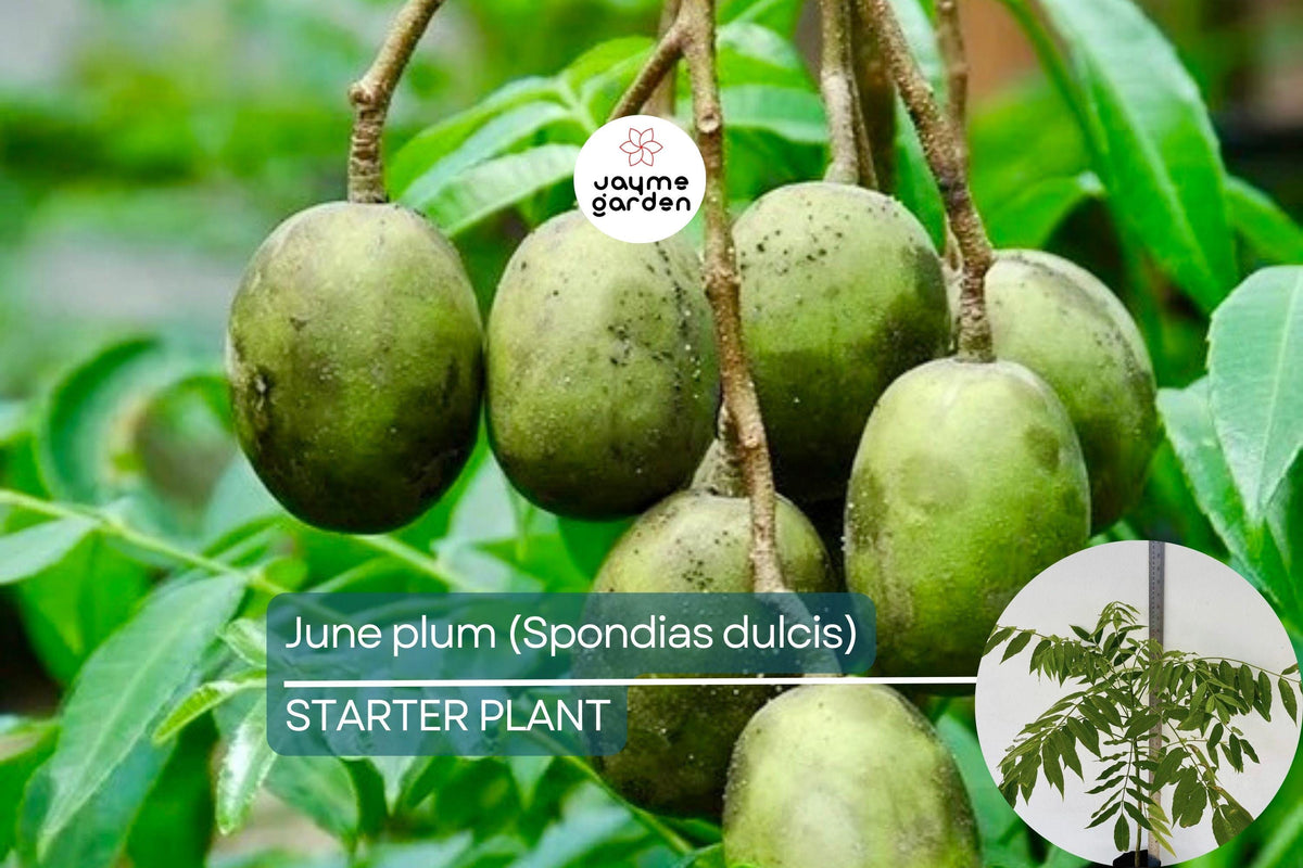June Plum Tree Live Starter – Tropical Fruit Tree, Spondias dulcis, Sweet & Tangy Exotic Fruits, Patio & Garden Plant