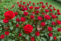 Mister Lincoln Rose Cuttings 6-8" | Deep Red Hybrid Tea Rose Rosa ‘Mister Lincoln’ | Unrooted Flowering Shrub