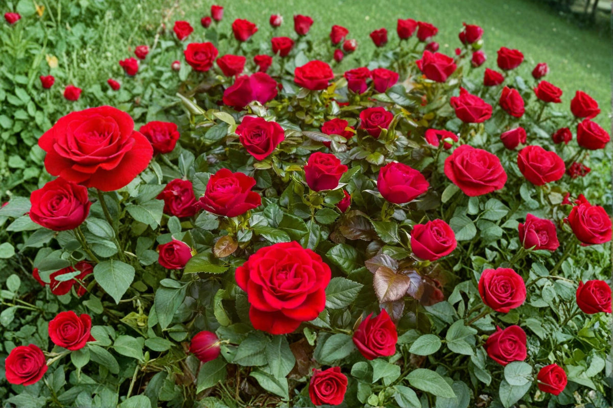 Mister Lincoln Rose Cuttings 6-8" | Deep Red Hybrid Tea Rose Rosa ‘Mister Lincoln’ | Unrooted Flowering Shrub