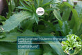 Long Coriander/Culantro Starter Plant – Live Herb Eryngium foetidum for Culinary Gardens, Tropical Herb, Fresh Flavor