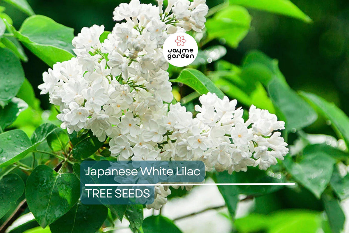 Japanese White Lilac Tree Seeds, Syringa reticulata, Cold Hardy, Fragrant Creamy-White Flowers, Ornamental Flowering Tree