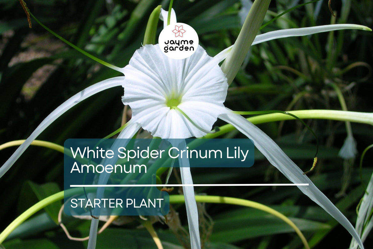 White Spider Crinum Lily Amoenum Starter Plant | Drought-Tolerant Outdoor Flowering Bulb | Crinum amoenum