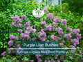 Purple Lilac Bushes – Bare Root Spring Blooming Fragrant Shrubs for Borders and Hedges – Syringa vulgaris