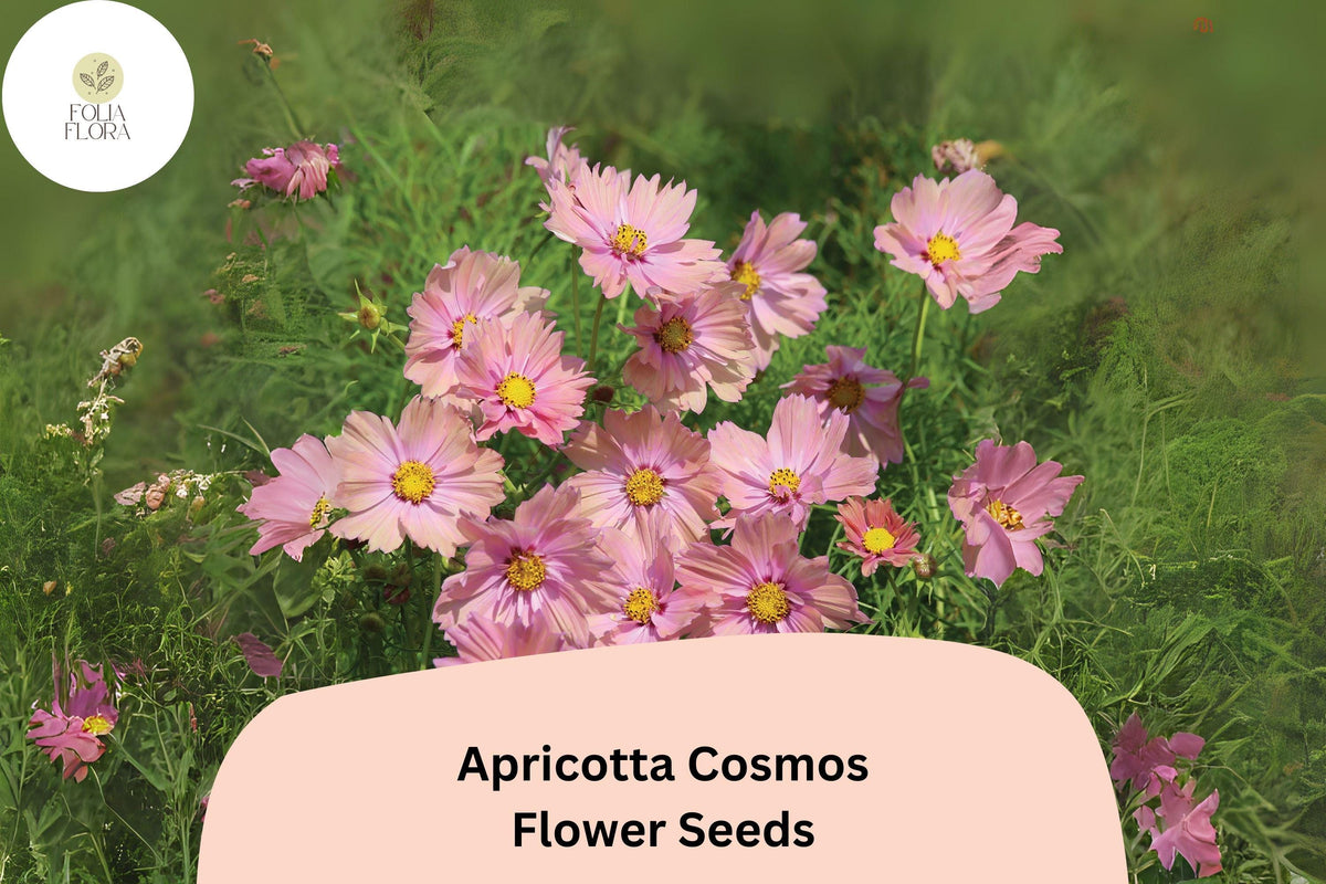 200+ Apricotta Cosmos Seeds | Cosmos bipinnatus Peach Apricot Flowers | Easy to Grow, Long-Blooming Garden Plant