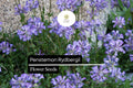 100mg Penstemon Rydbergii Seeds | Native Perennial Wildflower for Pollinator Gardens | Drought-Tolerant Pink to Lavender Blooms