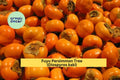 Fuyu Persimmon Tree Seedlings – 2 Live Plants, Non-Astringent Orange Fruit, Diospyros kaki, for Home Orchard & Garden