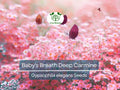 Baby's Breath Seeds 1000 Deep Carmine Crimson Red Flowers Gypsophila elegans Non-GMO Pollinator-Friendly