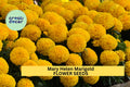 25+ Mary Helen Marigold Seeds – Golden-Yellow Double Blooms for Garden Planting, Summer Annuals for Beds, Borders & Pots – USA