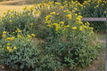 Solidago nemoralis Old Field Goldenrod Seeds – Native Perennial Wildflower for Pollinator Gardens & Prairies