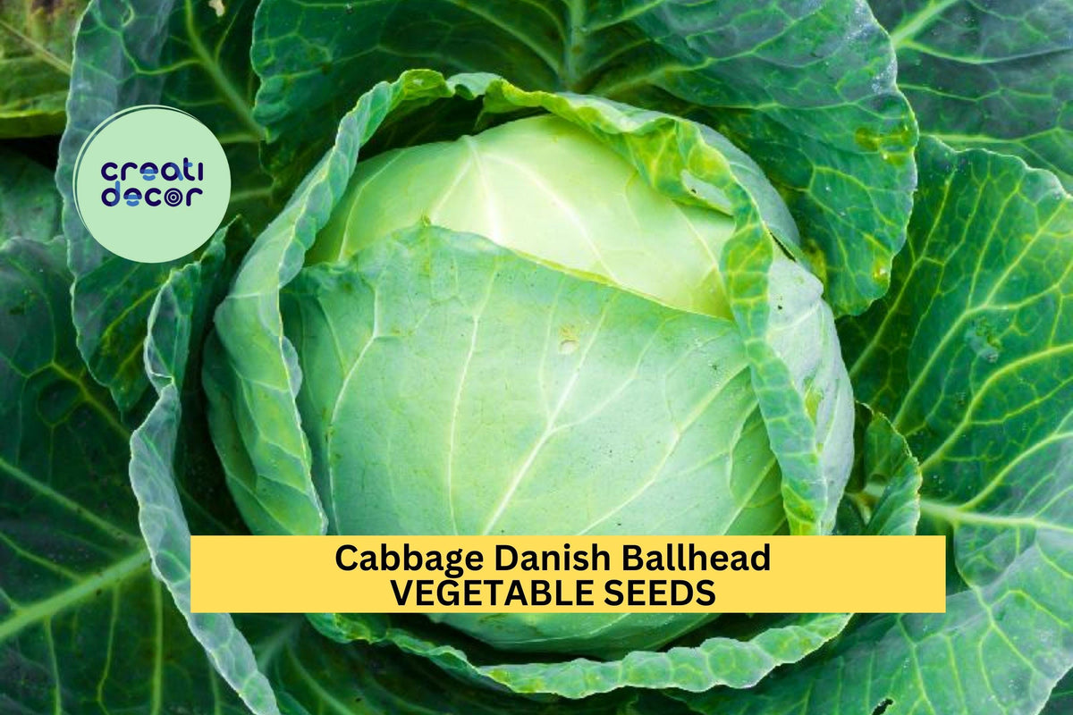 3pcs Danish Ballhead Cabbage Seeds – Heirloom Brassica oleracea for Large, Firm Heads, Cold-Weather, Storage, and Fermenting